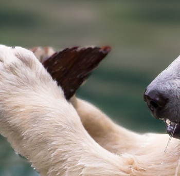 Zoo Mulhouse