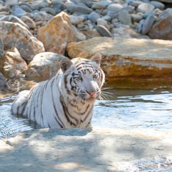 Tiqets – Parc Animalier de la Barben
